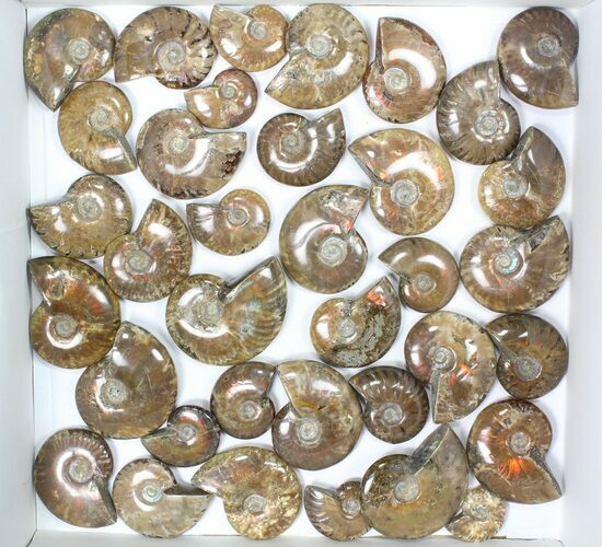 Lot: kg Iridescent, Red Flash Ammonites (-) - Pieces #82484
